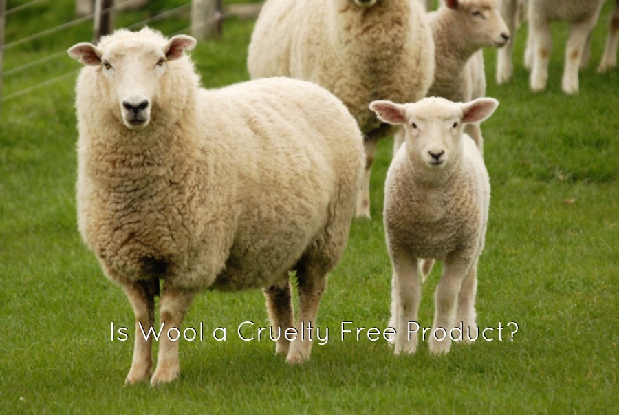 Is Wool a Cruelty Free Product?